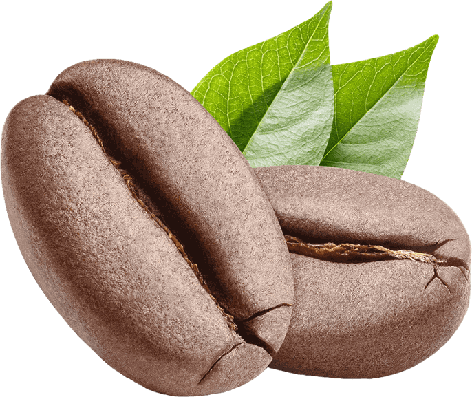 Due chicchi di caffè tostati, ancora caldi, con foglie di pianta del caffè